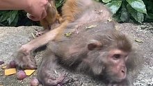 可怜的猴妈带着孩子抢游客的水果，被游客一棒打的腿上打断啦