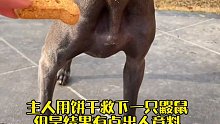 主人用饼干救下鼹鼠，但是结果有点出人意料。