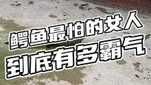 鳄鱼最怕的女人来了！#鳄鱼 #鳄珍 #鳄鱼养殖场 #女人