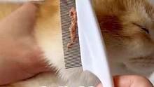 跳蚤灰尘浮毛一把梳子都可以搞定！养宠的家庭都可以放心入#宠物梳子