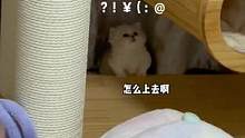 猫：这里是巨人国吗？#小奶猫的成长日记 #米努特矮脚猫 #拿破仑猫 #猫咪的迷惑行为 #吸猫