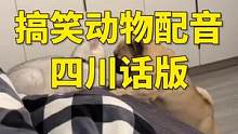 搞笑动物配音四川话版#搞笑配音 #动物成精 #动物配音#动物的迷惑行为 #神奇动物在抖音 
