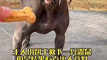 主人用饼干救下鼹鼠，但是结果有点出人意料