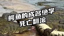 鳄鱼的成名绝学死亡翻滚，咬你一口会什么样？#鳄珍 #鳄鱼