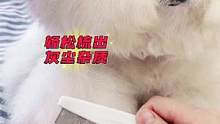 除跳蚤，去灰尘、脏东西，一把小排梳搞定，关键好用不贵，养宠必备#宠物