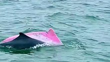 看见粉色海豚代表好运，见者有份
