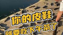 你的鳄鱼皮鞋准备开饭了！#鳄鱼 #鳄珍 #鳄鱼养殖场