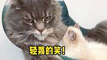 #搞笑 #萌宠  喂！你这只小猫怎么还两幅面孔啊？#小猫咪能有什么坏心眼 #猫咪 #娱乐评论大赏
