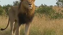 最嘚瑟的雄狮爸爸！ #搞笑配音