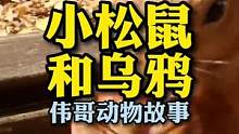 乌鸦能抢到松鼠的食物吗？乌鸦全是黑色的吗？#人与动物和谐共处 #动物的迷惑行为 #松鼠 #乌鸦