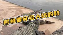 鳄鱼要穿多大码的鞋！#鳄鱼 #鳄珍 #鳄鱼养殖场