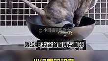 猫：猫屎咖啡，就是我拉的屎