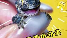 一只会叫的反骨小守宫出壳啦，赐名骂骂咧咧#养爬姑娘 #爬宠 #盖勾亚守宫 #蜥蜴 #守宫