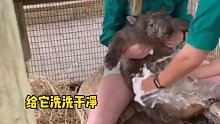 一只袋熊来到动物救助站，住了两天跑了竟然是因为它