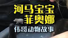 河马宝宝的故事！是您会收养这个可怜的家伙吗？#万物皆有灵性 #萌宠 #救助动物 #河马