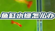 鱼缸水发绿解决起来也很容易，接下来我准备用不同的方法，对比一下效果如何，那么现在的问题是，怎么让我剩