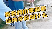 看看我们家鳄鱼吃的零食是什么#鳄珍 #鳄鱼