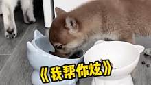 #萌宠  #搞笑  猫猫：咋的 ，你上辈子没吃过饭啊？#动物的迷惑行为  #娱乐评论大赏  #内容过