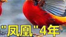 老人养“凤凰”4年，发现时已超过40只，专家：不能再养了