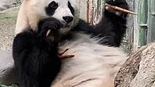 这不是小白天嘛～这不是～#国宝大熊猫 #熊猫 #大熊猫白天