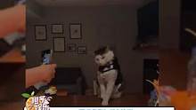 #萌宠#猫咪#可爱 好奇心害死猫得由来是这样吗？
