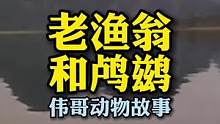 八十年代末桂林渔民和鸬鹚捕鱼的故事。#人与动物和谐共处 #桂林 #非物质文化遗产 #老视频里的旧时光