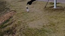 乌鸦抓小狗