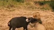 雄狮拿捏落单的小水牛#动物世界 #精彩片段 #雄狮 #水牛 #动物解说 