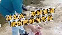 这么大一条烤乳猪喂给鳄鱼当零食#鳄珍 #鳄鱼