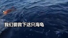 海龟被鲨鱼追击爬船“求救”，男子施以援手救下海龟