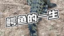 鳄鱼的一生传奇#鳄鱼 #鳄珍 #鳄鱼养殖场