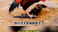 你见过老鸡捉小鹰吗