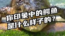 你印象中的鳄鱼是什么样子的？#鳄珍 #鳄鱼 #扬子鳄