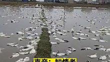 六旬老人近4000只鸭子被人投毒，损失近十几万