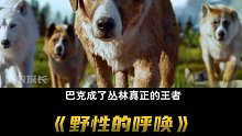 富家狗被拐到深山老林，几经磨难，最终逆袭成为狼王