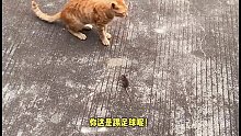 我怀疑这猫是在热菜