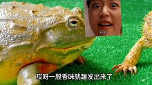 青蛙和蜥蜴抢食，怎奈自己眼神不好