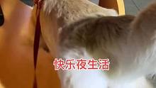 大金毛丰富多彩的夜生活。