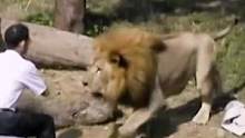 男子给狮子上课#野生动物零距离 #神奇动物在抖音 #动物世界 #精彩片段 