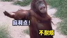 #猩猩   #搞笑 我就问你给不给吧#动物的迷惑行为
