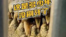 这是多少年没刷牙了#鳄珍 #鳄鱼 #鳄鱼养殖场