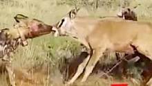 一群野狗捕食羚羊！真是太可怕了 #动物世界