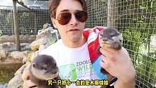 男子捡到两只水獭，经过一段时间，男子被当作了水獭妈妈