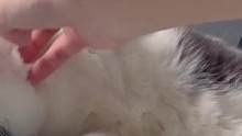 一睁眼就有一只小猫跳上来打滚儿求摸摸#天冷床上长猫了 #撸猫第一视角