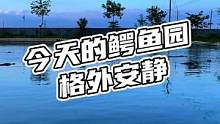 今天的鳄鱼园格外安静#鳄珍 #鳄鱼 #美景