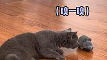 #搞笑  老鼠是假的没错，但是怎么你也是个假猫吗？#猫咪的迷惑行为 #娱乐评论大赏