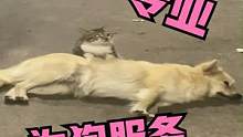 猫：我是专门为狗服务的 #搞笑配音