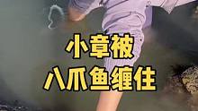 小章被海底的八爪鱼缠住，情况紧急！#赶海 #赶海生活