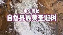 寻找最美的“圣诞树”这里曾被评为世界上最美的冰瀑，没有之一#寻找最美旅行地 #神奇的大自然 #最美圣