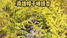 隐藏在韶关南雄的这条银杏大道，惊艳了整个广东。#南雄帽子峰 #银杏黄了